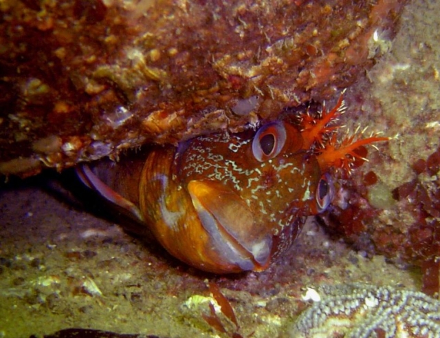Entdecken Sie die Unterwasserfauna und -flora 